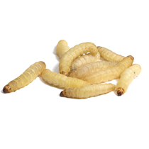 Wachsmottenlarven (Wachsmaden) - Futtertiere und Futterinsekten